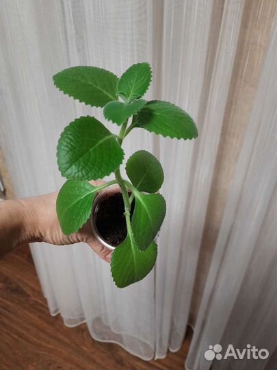 Мята комнатная
