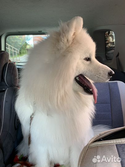 Самоед с документами