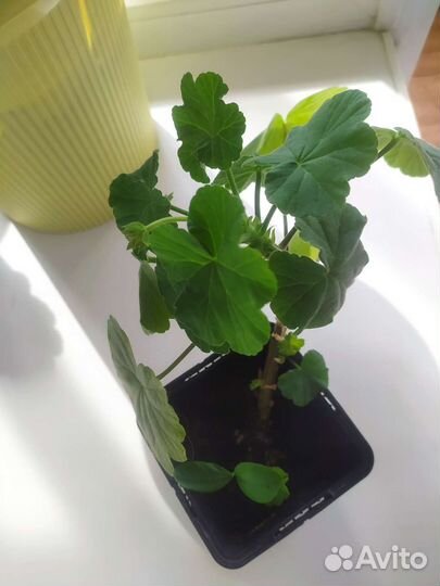 Розебудная