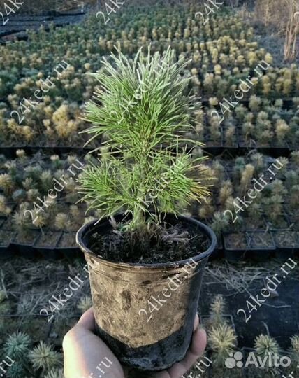 Саженцы сибирского кедра