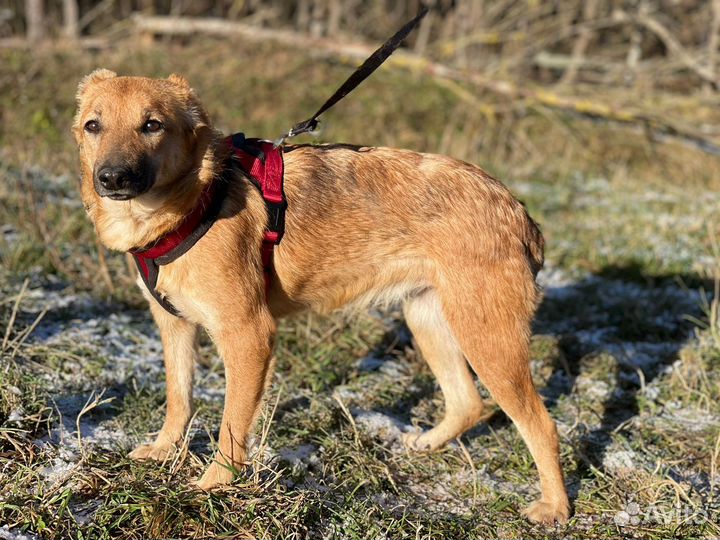 Не большая собачка