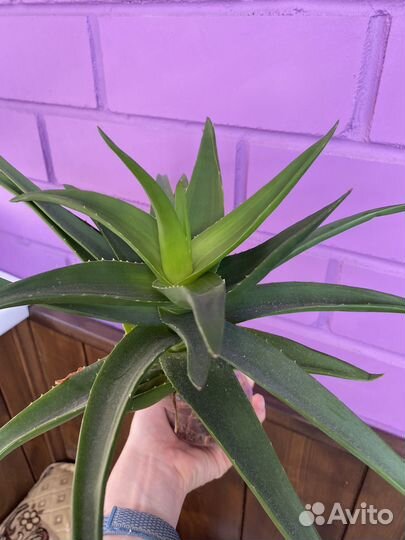 Алоэ хавортия микс