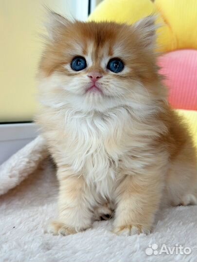 Шотландский длинношерстный котёнок