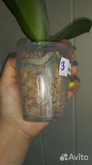 Орхидея Black Piano бабочка