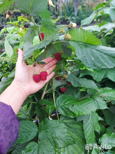 Малина ремонтантная 