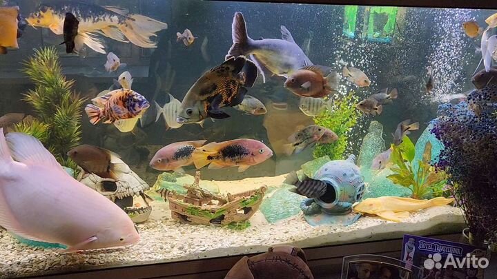 Аквариумные рыбки