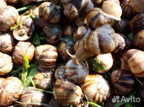 Helix lucorum taurica