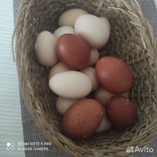 Петух джерсийский гигант. Петух Маран голубой