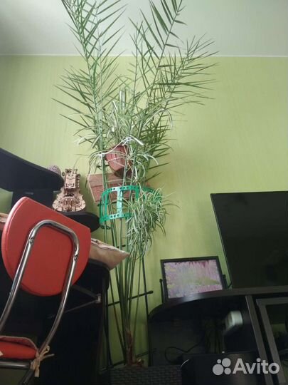 Пальма финиковая комнатная