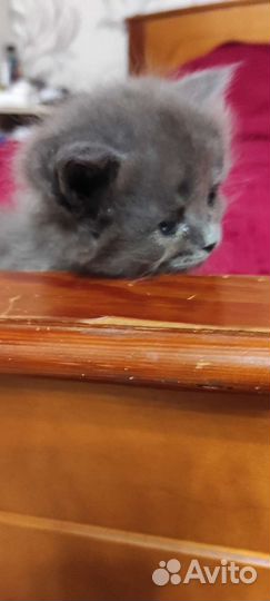 Кошки