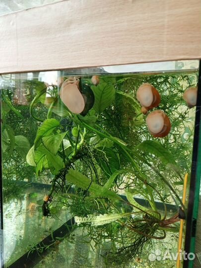 Улитки Ампулярии