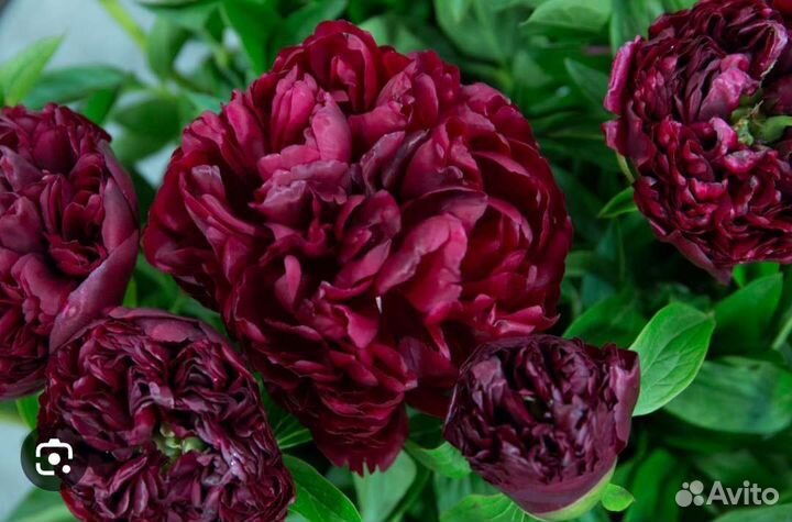 Пионы разнообразнейшие саженцы