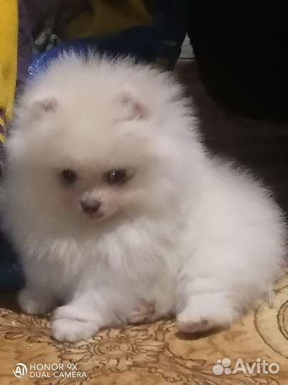 Щенки шпица