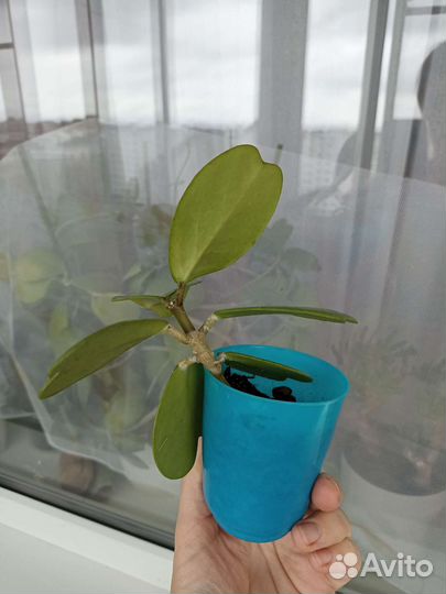 Хойя kerry керри