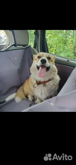 Зоотакси перевозка животных