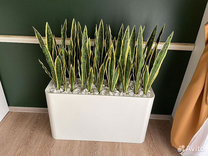 Сансевиерия Тёщин язык Щучий хвост искусственный