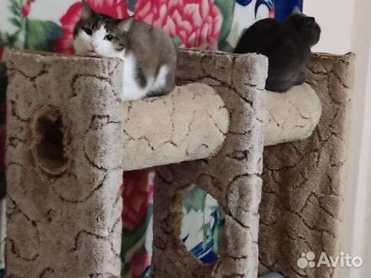 Когтеточка для котов, енотов