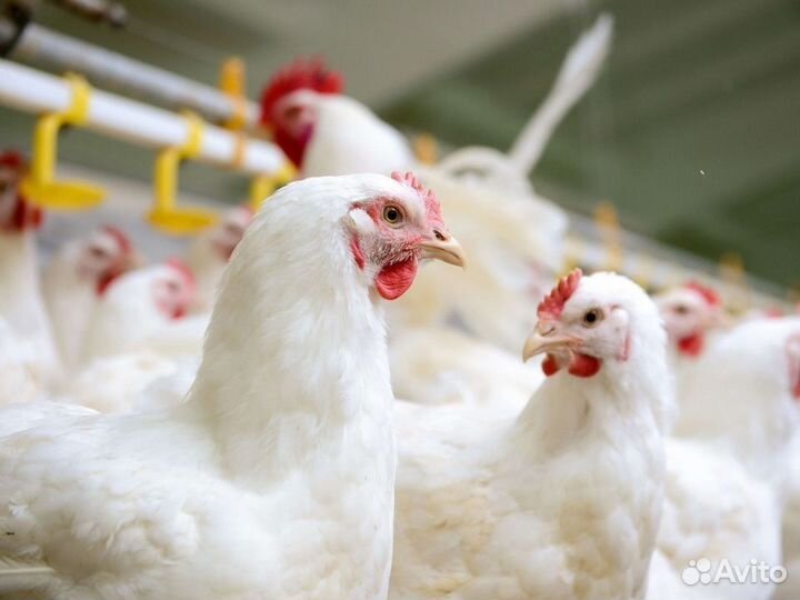 Куры несушки