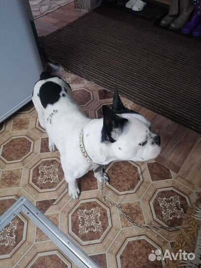 Французский бульдог