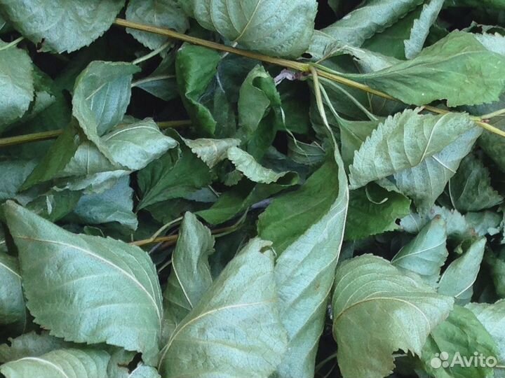 Сено, листья, ветки смородины, яблони, малины