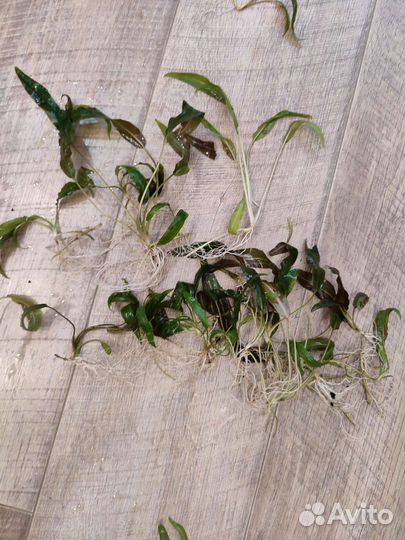 Криптокорина