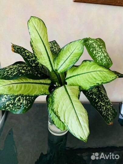 Диффенбахия