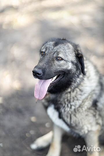 Ищу дом для собаки