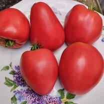 Знаменитая клубника м.Шлаубах семена томатов