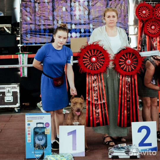 Предлагается кобель для вязки