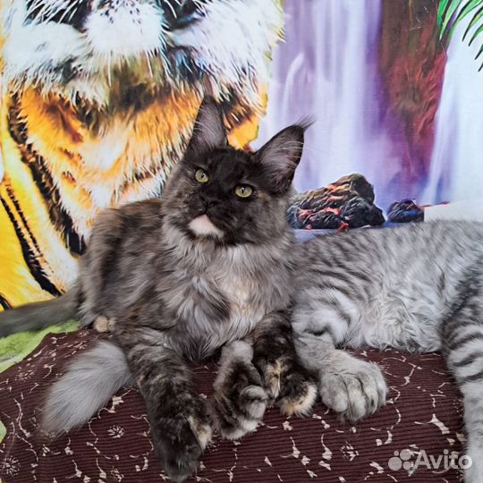 Девочки полидакты