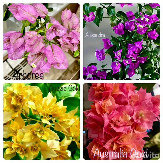 Бугенвиллии (65 сортов)