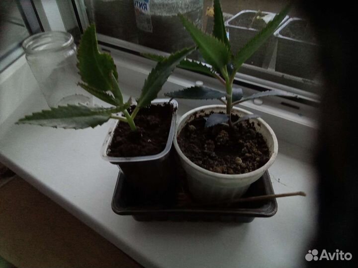 Пуансеттия, замиокулькас, калонхоэ