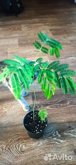 Акация ленкоранская