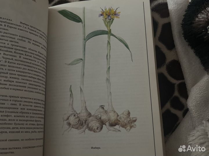 Книга Пряности