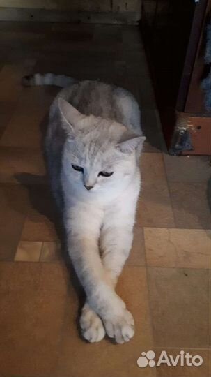Шотландский кот