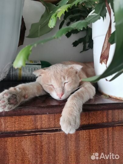 Шотландец вислоухий