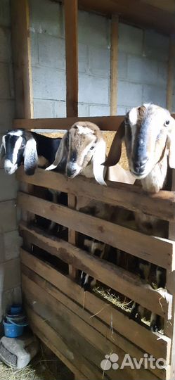 Нубийские козочки