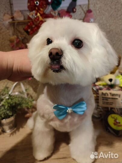 Бантики для собак и кошек #зоотовары #груминг