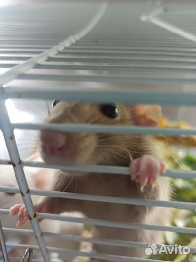 Крысы с клеткой бесплатно