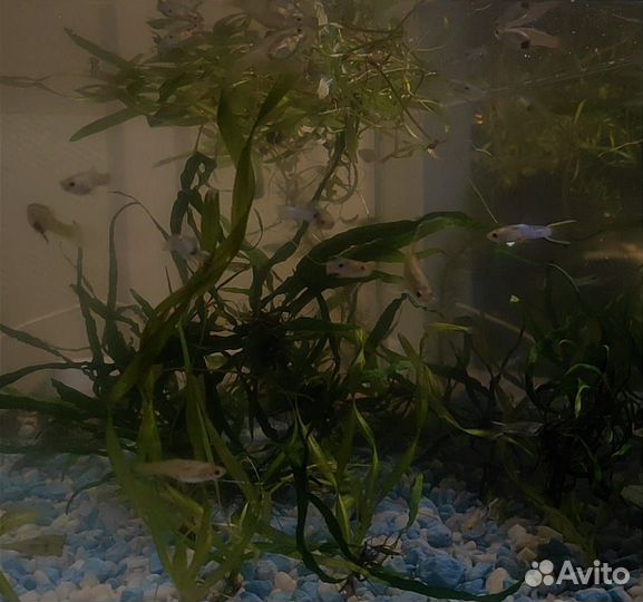 Рыбки Гуппи