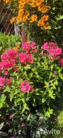 Флоксы многолетние