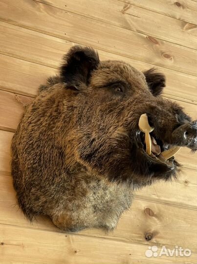 Чучело Кабана