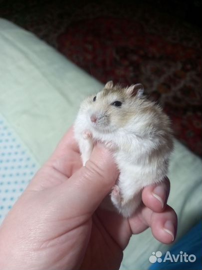 Джунгарские хомячки