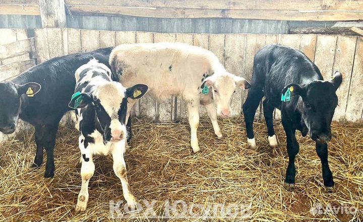 Бычки на откорм