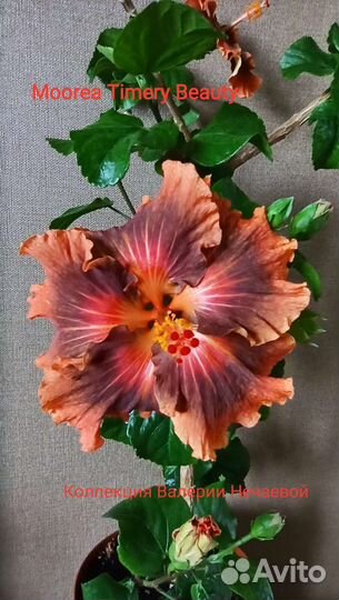 Сортовые гибискусы
