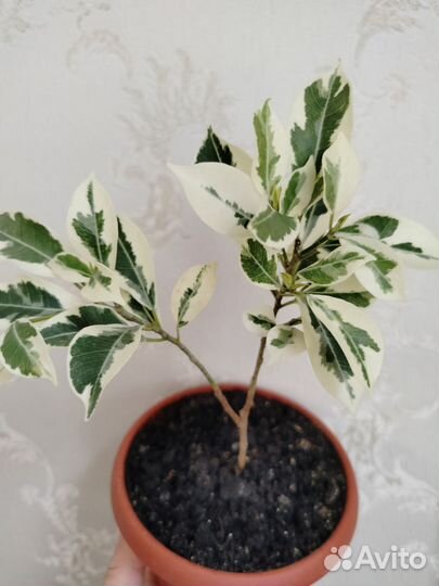 Фикус Ретуза гавайская. Бронь