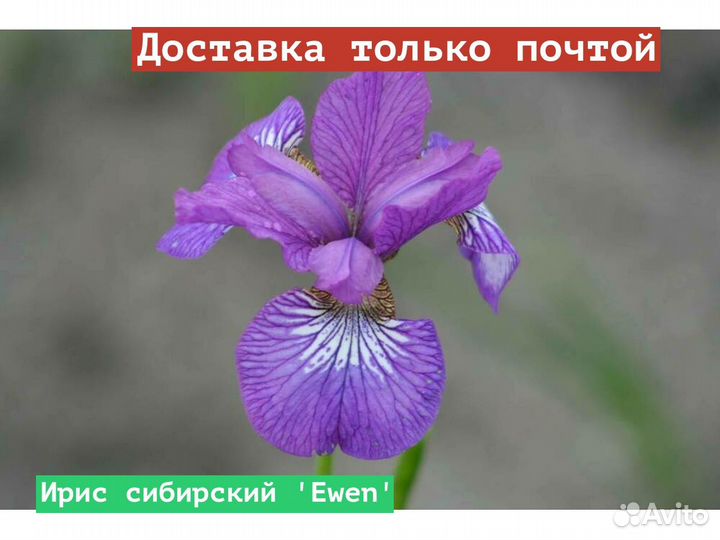 Ирис сибирский Ewen