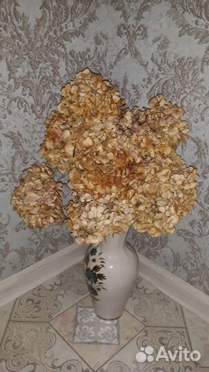 Букет из сухоцветов гортензии