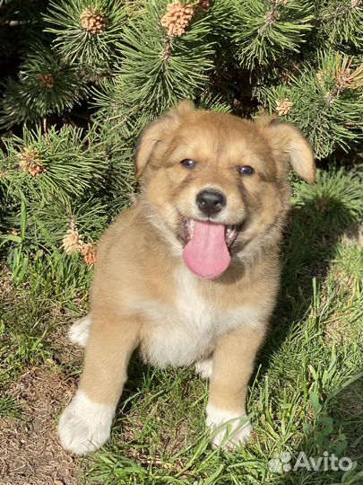 Щенки бесплатно в добрые руки