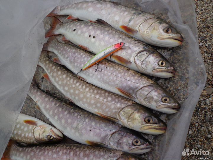 Рыба и морепродукты